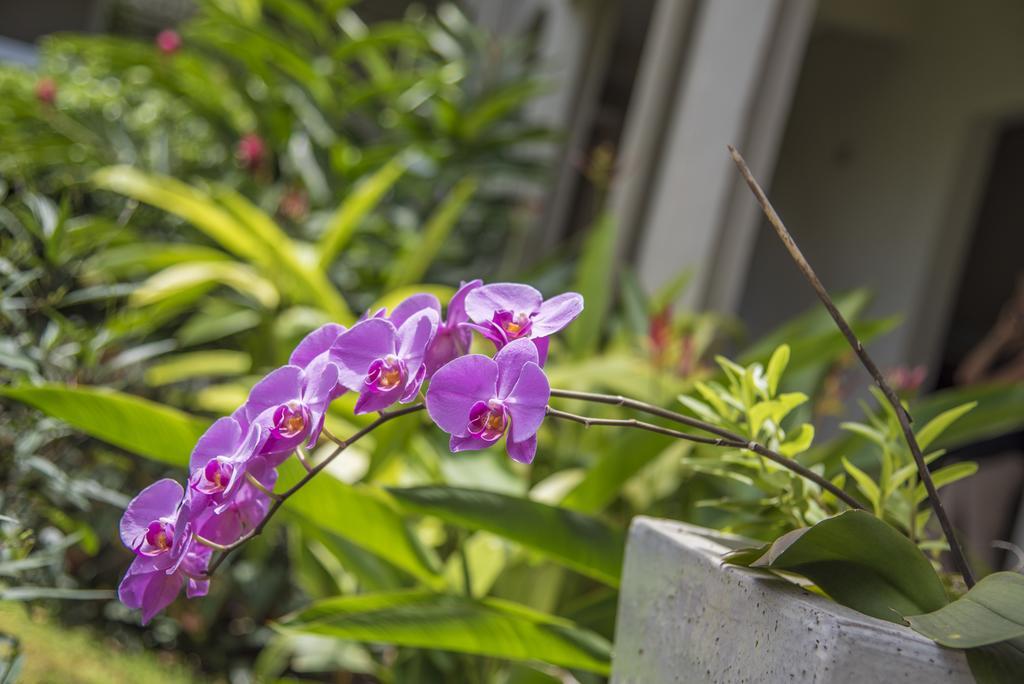 La Pagerie - Tropical Garden Hotel Les Trois-Ilets Ngoại thất bức ảnh